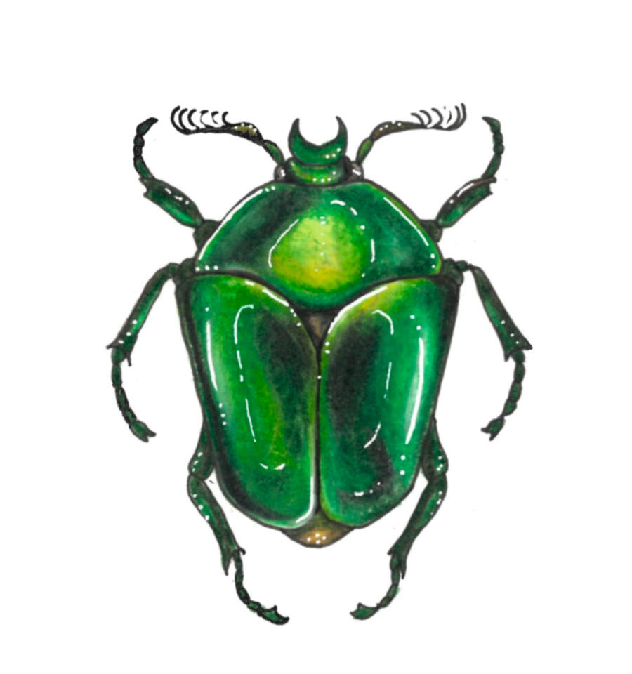 Green Beetle